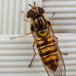 20120803 Usedom DSC 4593