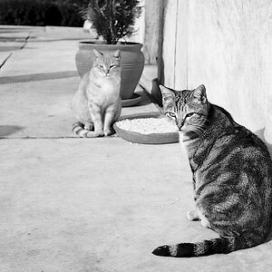 cats Istanbul F1000015