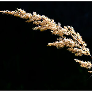 20120916 DSC6277 Grasblüte mit Rahmen
