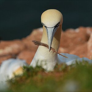aaacomp Helgoland 20120630 5279