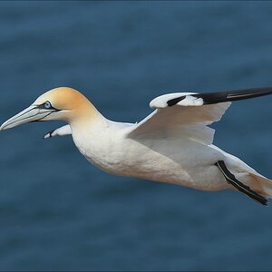 aaacomp Helgoland 20120630 5358
