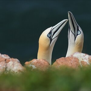 aaacomp Helgoland 20120630 5365
