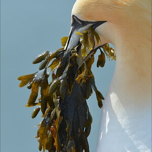 aaacomp Helgoland 20120630 5642
