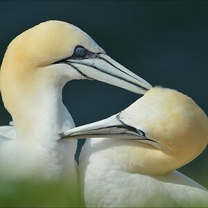 aaacomp Helgoland 20120630 5675a