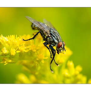 Graue Fleischfliege (Sarcophaga carnaria)

Nikon D800, AF-S Micro-Nikkor f/2.8/ 105 mm, Nikon Speedlighte SB-910, Blende 1:11 bei 1/250 Sekunde.