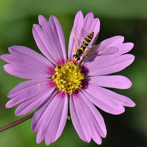 Blümchen