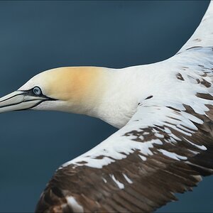 aaacomp Helgoland 20120630 5833