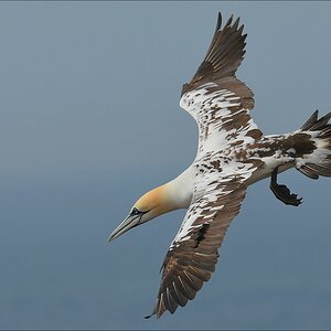 aaacomp Helgoland 20120630 6442