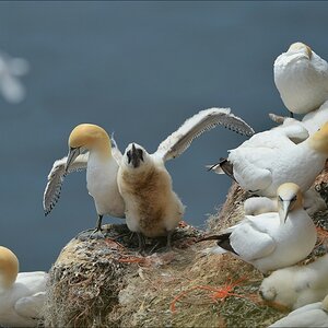 aaacomp Helgoland 20120630 6869