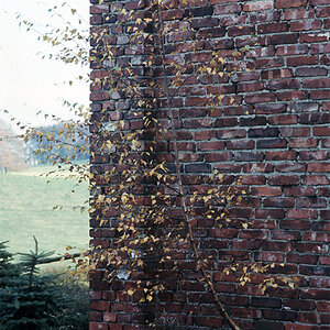 Baum aus Mauer 09k 1
