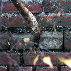 Baum aus Mauer 09k 2