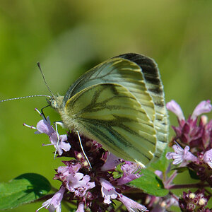 120811 unbenannt 306