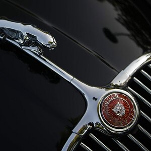 Jaguar DSC 3247