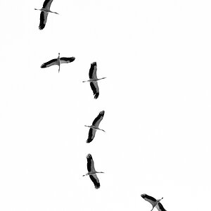 DSC 2647 2BWskl