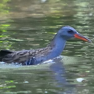 wasserralle