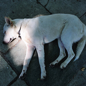 greek dog