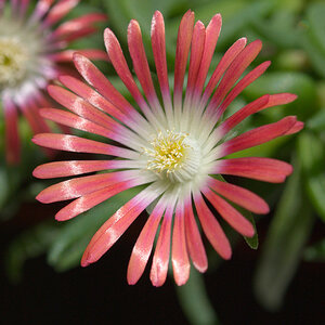 Delosperma dyeri "Red Mountain"