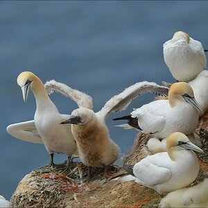 aaacomp Helgoland 20120630 6912