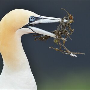 aaacomp Helgoland 20120630 8210