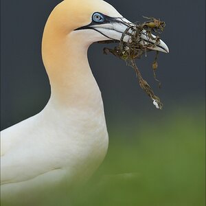 aaacomp Helgoland 20120630 8177