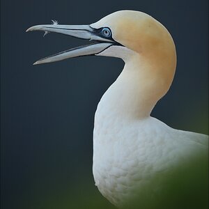 aaacomp Helgoland 20120630 8285