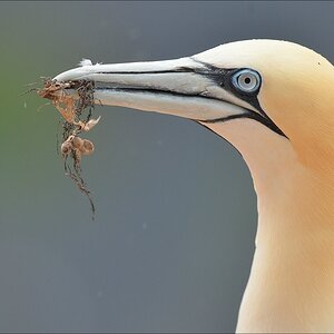 aaacomp Helgoland 20120630 8128