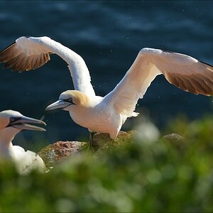 aaacomp Helgoland 20120630 8517