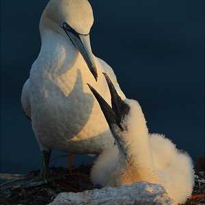 aaacomp Helgoland 20120630 9172