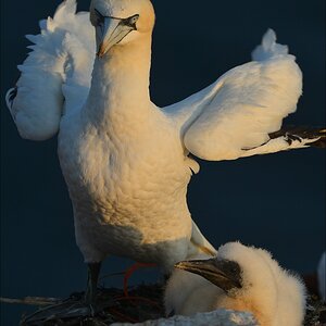 aaacomp Helgoland 20120630 9194
