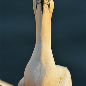 aaacomp Helgoland 20120630 9304