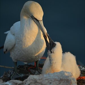 aaacomp Helgoland 20120630 9372