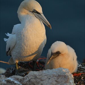 aaacomp Helgoland 20120630 9424