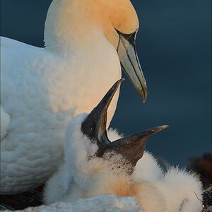 aaacomp Helgoland 20120630 9508