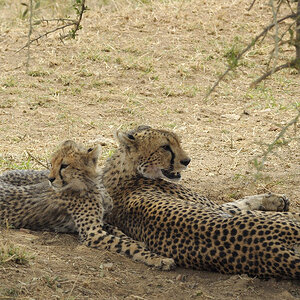 gepard 1