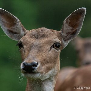 2012 08 11 0948Uhr Damwild
