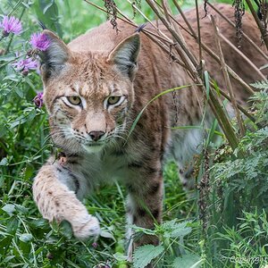 2012 08 11 1032Uhr Luchs