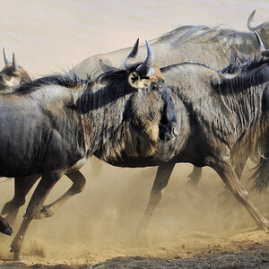 gnu 2