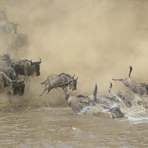 gnu 3