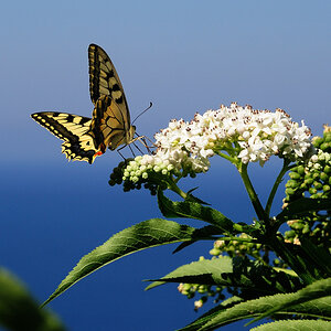 Schmetterling-Pillion1