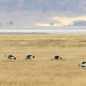 ngorongoro savanne 0