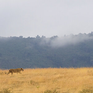 ngorongoro savanne 1