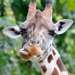 Giraffe
