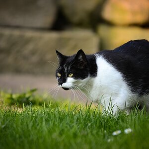 Shorty DSC 4953