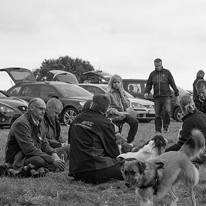 menschen, hunde, kameras