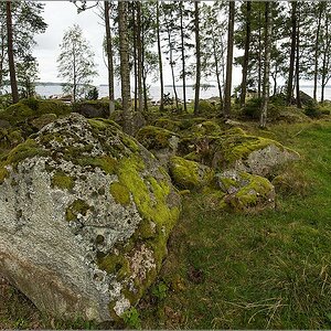 wald vor lauter steinen