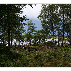 durch den wald