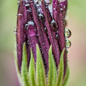 drops
