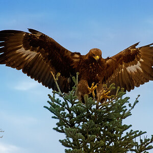 DSC 3342
Steinadler im Landeanflug auf Tanne