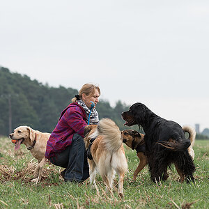 Schatzy und die Hunde