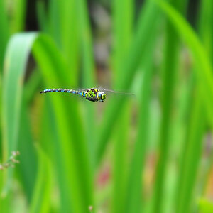 DSC 7365 1000